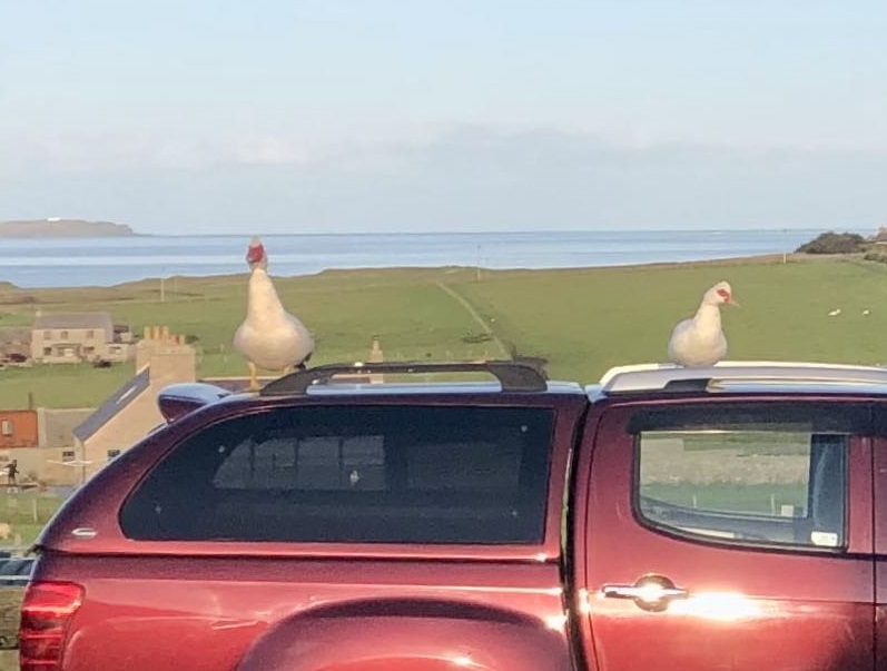 ducks on car roof